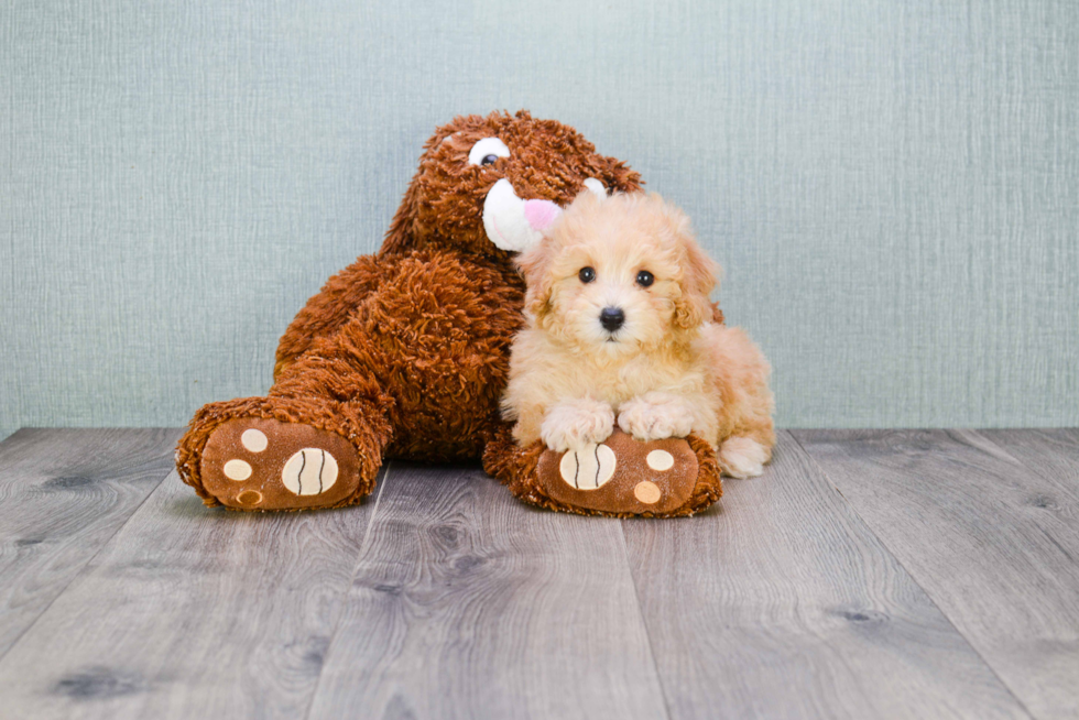 Cavapoo Puppy for Adoption