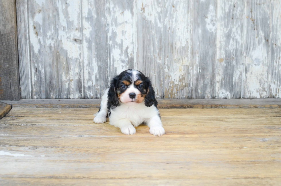 Best Cavalier King Charles Spaniel Baby