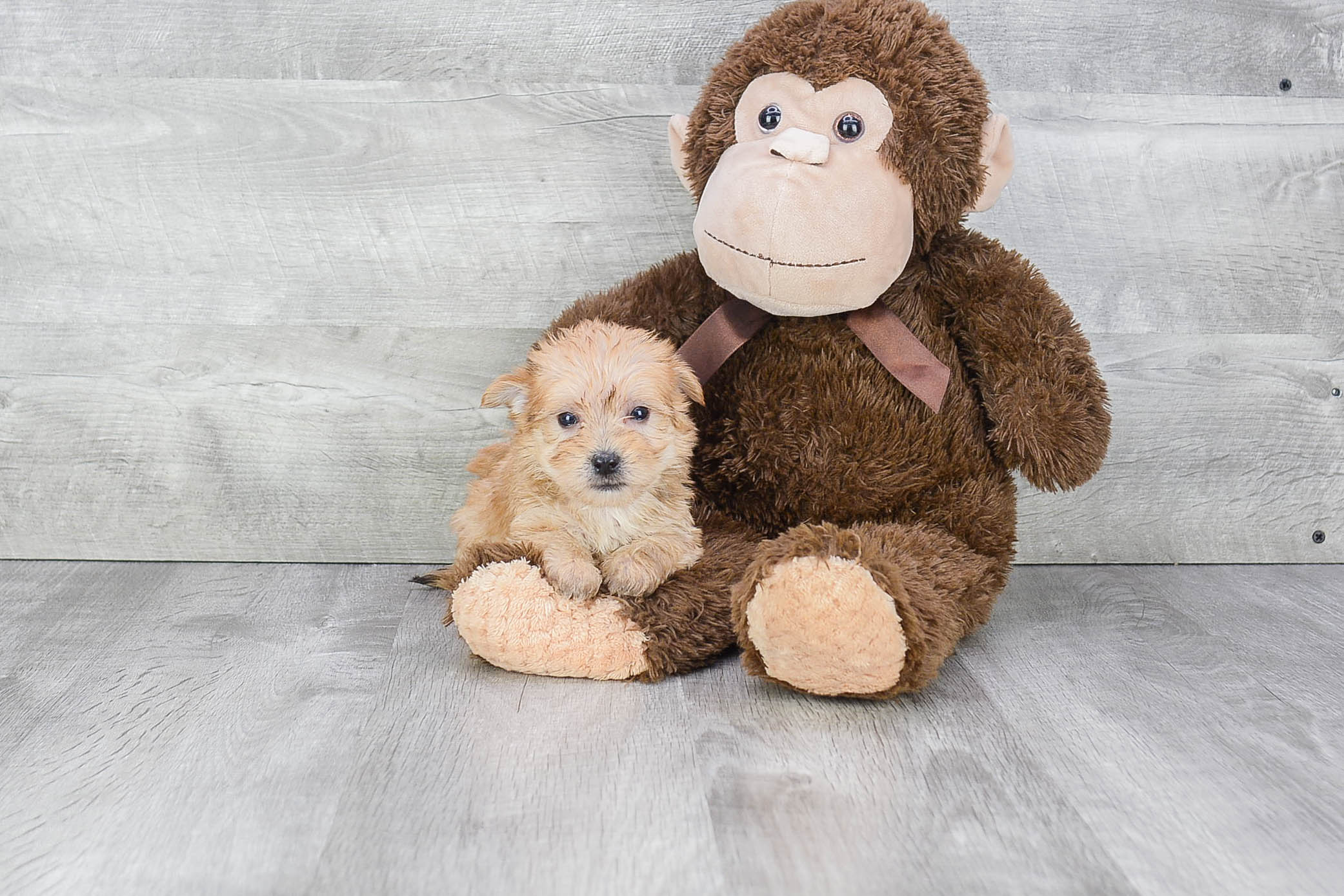 Morkie Puppy for Adoption