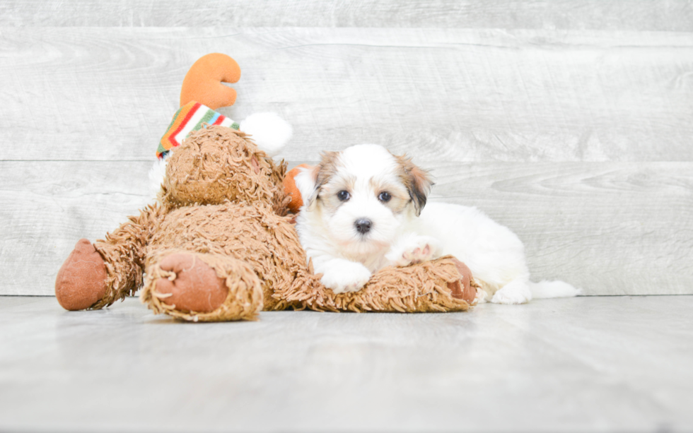 Akc Registered Havanese Baby