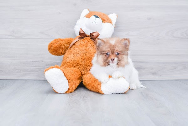 Pomeranian Puppy for Adoption