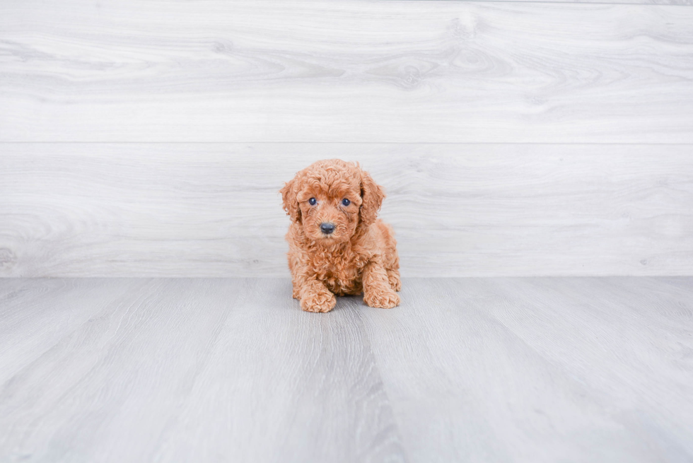 Cockapoo Pup Being Cute