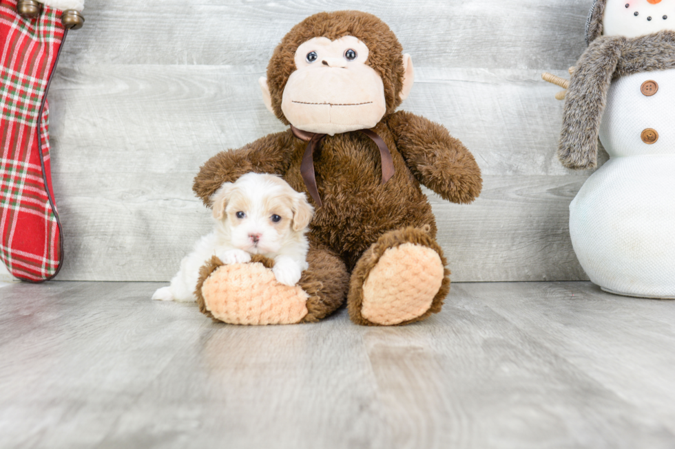 Small Maltipoo Baby