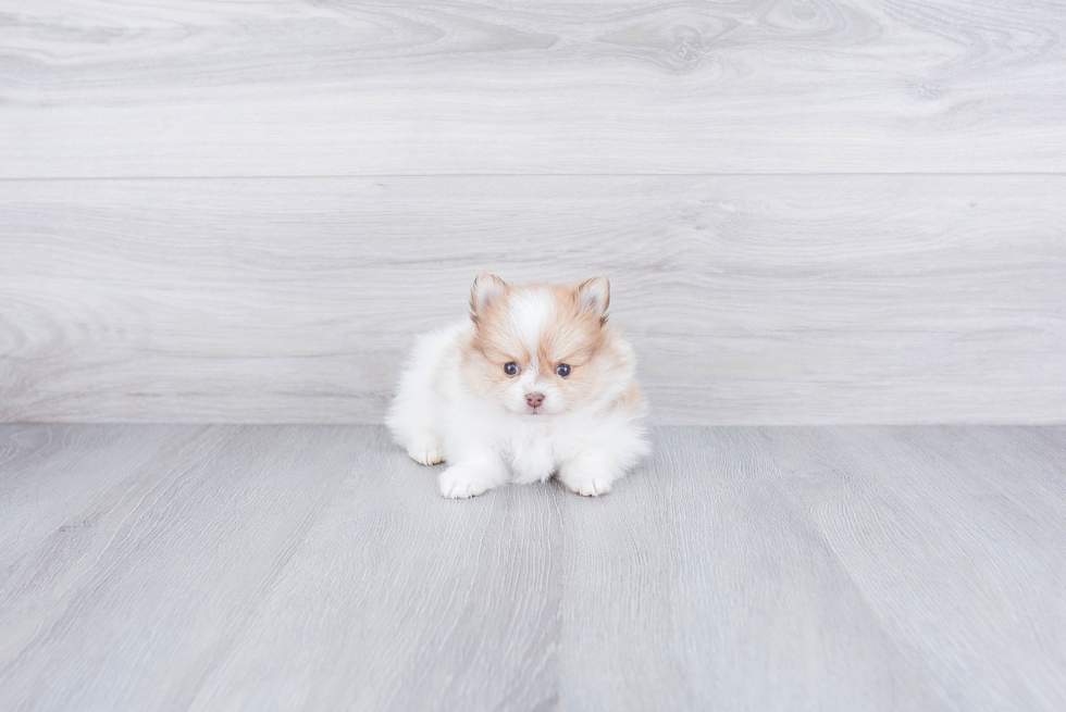 Playful Pomeranian Baby