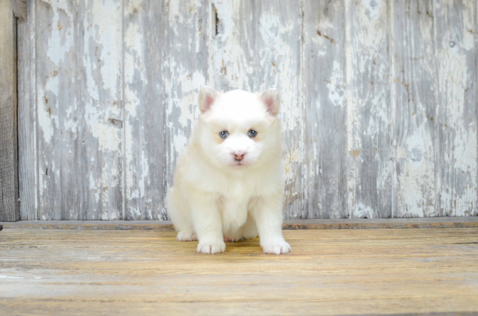 Cute Pomsky Baby