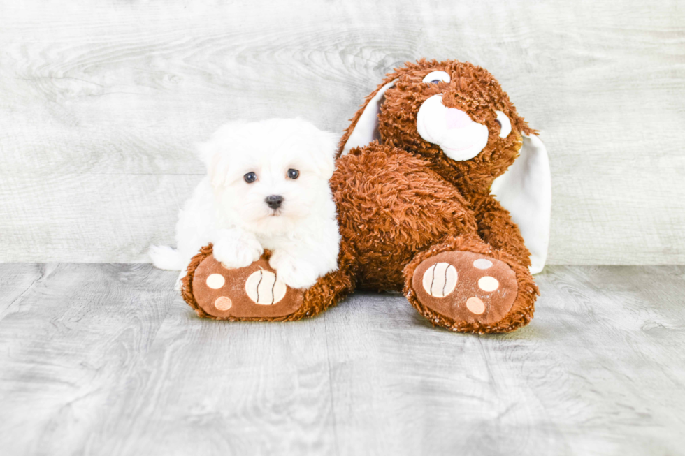 Funny Maltese Baby