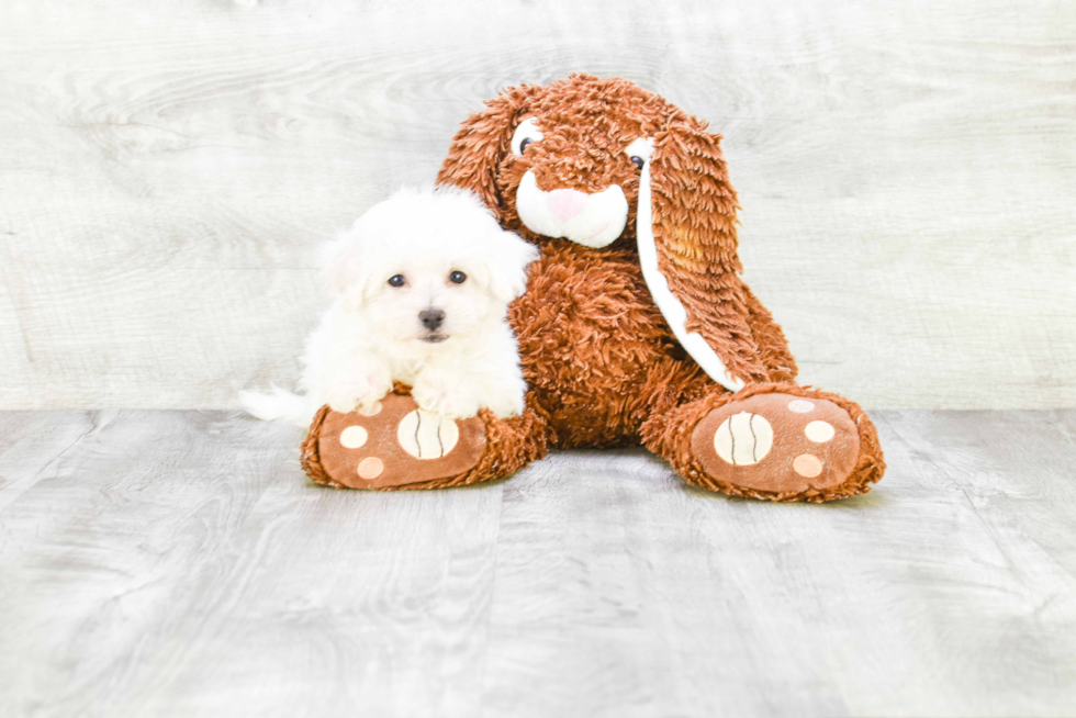 Smart Bichon Frise Purebred Puppy