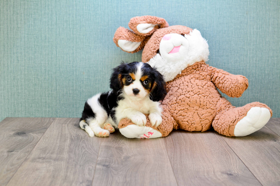 Cavalier King Charles Spaniel Puppy for Adoption