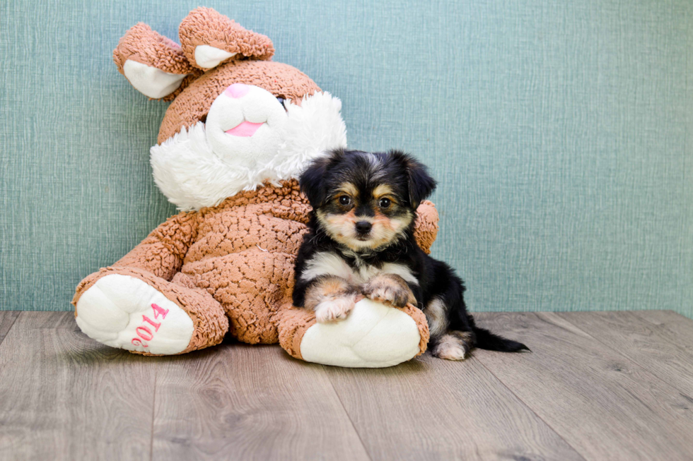 Morkie Pup Being Cute