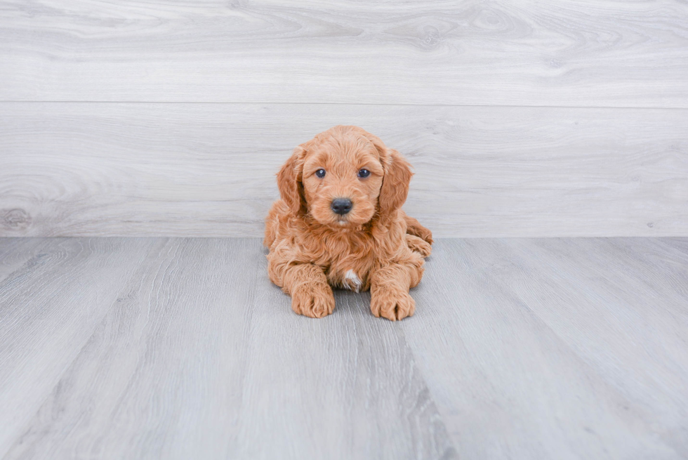 Mini Goldendoodle Puppy for Adoption