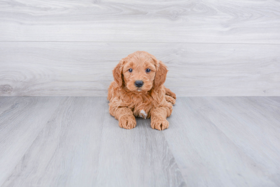 Mini Goldendoodle Puppy for Adoption