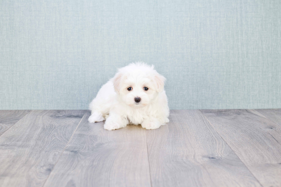 Maltese Pup Being Cute