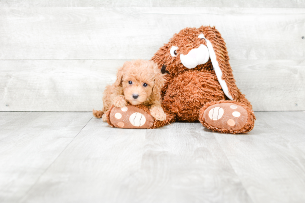 Fluffy Cavapoo Poodle Mix Pup