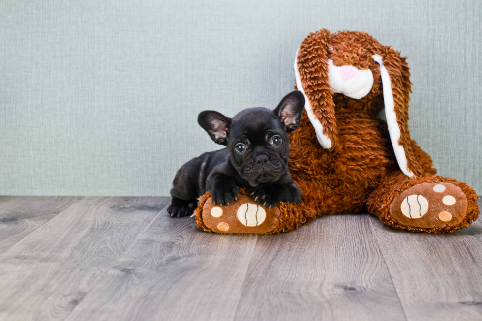 Fluffy Frenchie Purebred Puppy