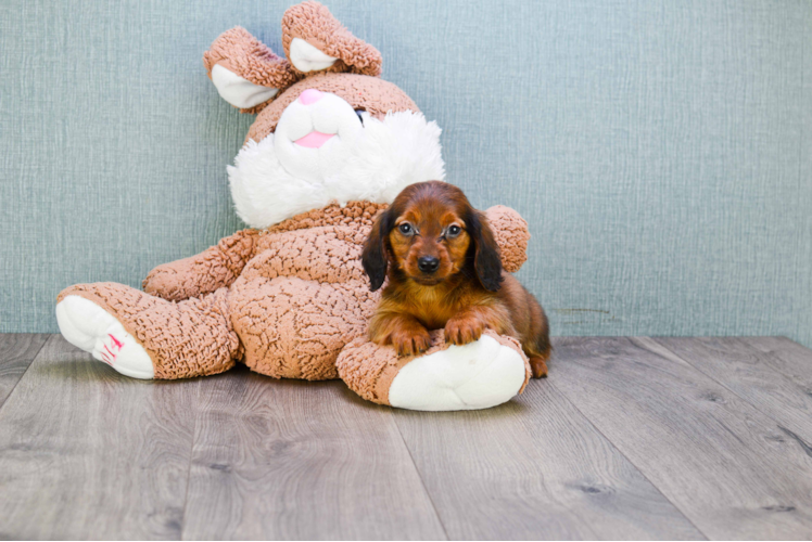 Dachshund Pup Being Cute