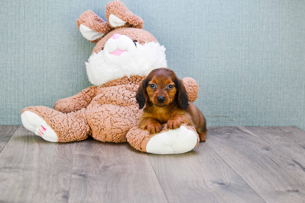 Dachshund Pup Being Cute