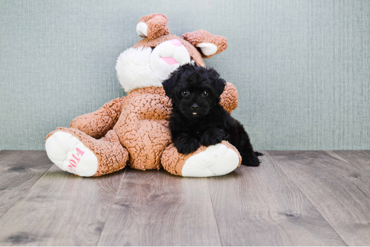 Small Maltipoo Baby