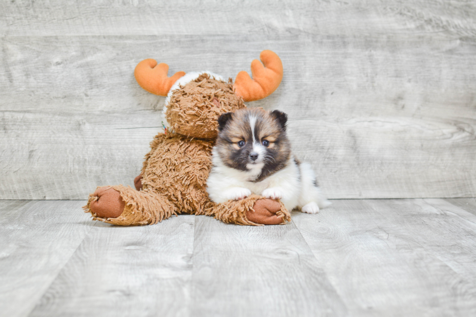 Fluffy Pomeranian Purebred Puppy