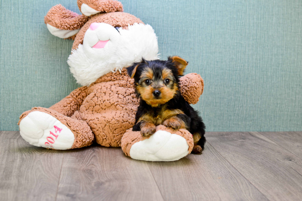 Meet Joey - our Yorkshire Terrier Puppy Photo 