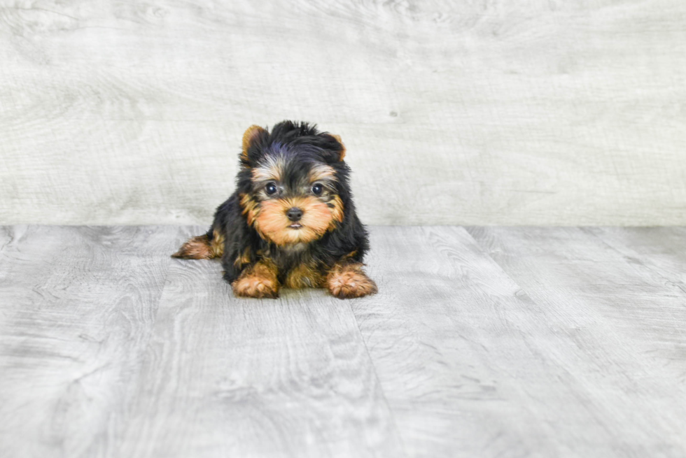 Meet Sebastian - our Yorkshire Terrier Puppy Photo 