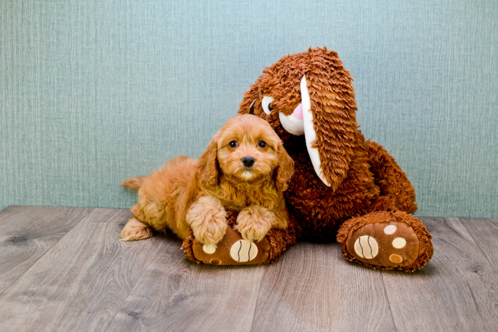 Best Mini Goldendoodle Baby