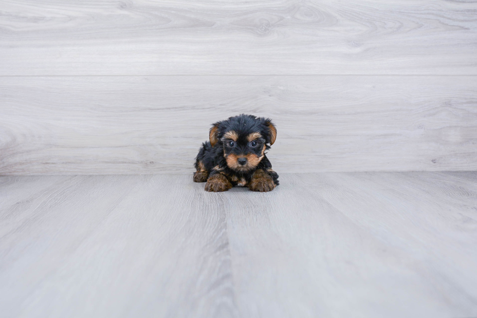 Meet Joey - our Yorkshire Terrier Puppy Photo 