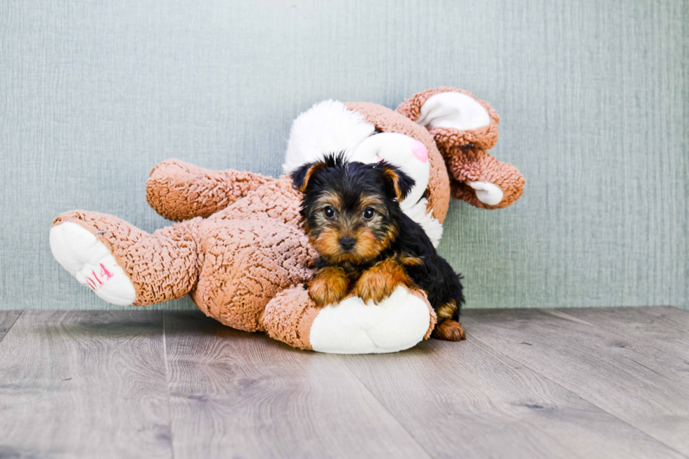 Meet Anthony - our Yorkshire Terrier Puppy Photo 