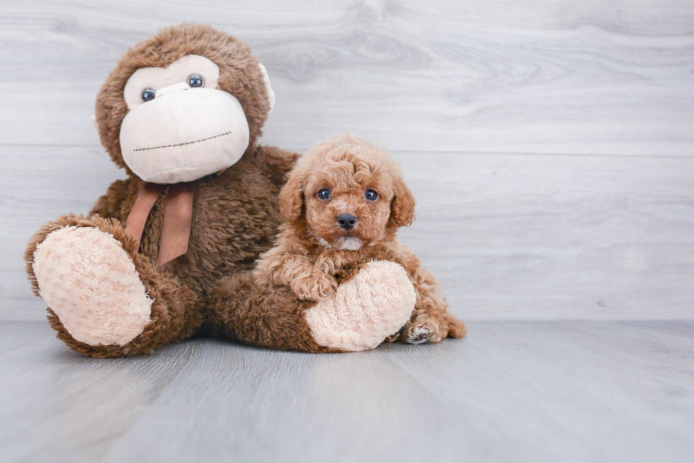 Popular Cavapoo Poodle Mix Pup