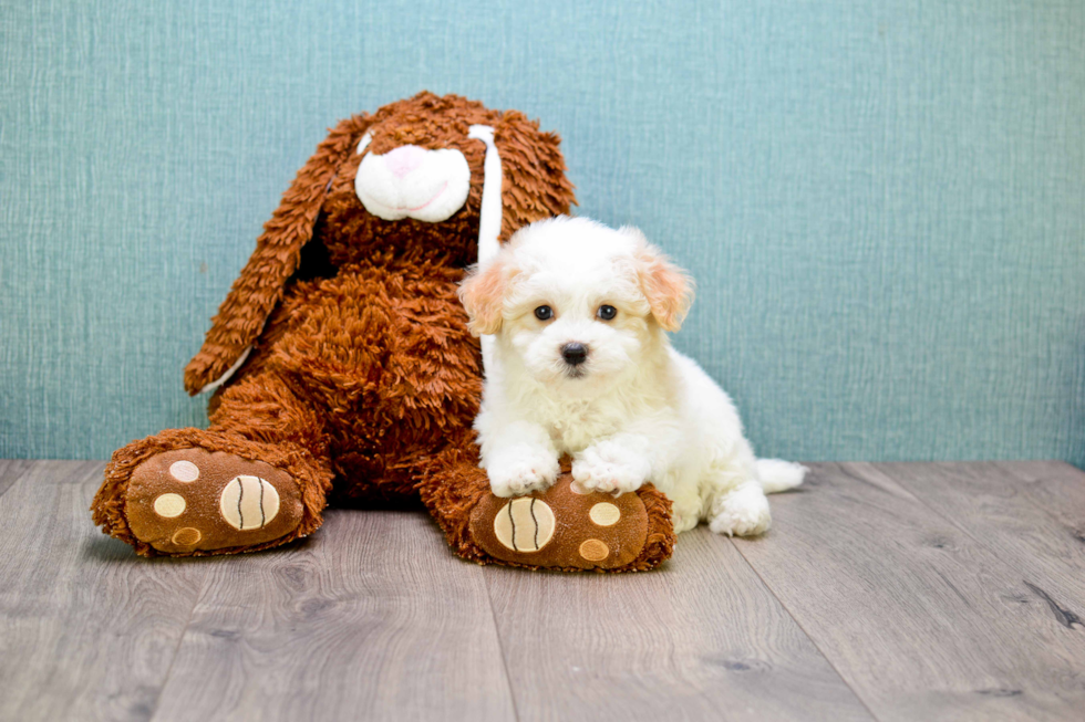 Happy Maltipoo Baby