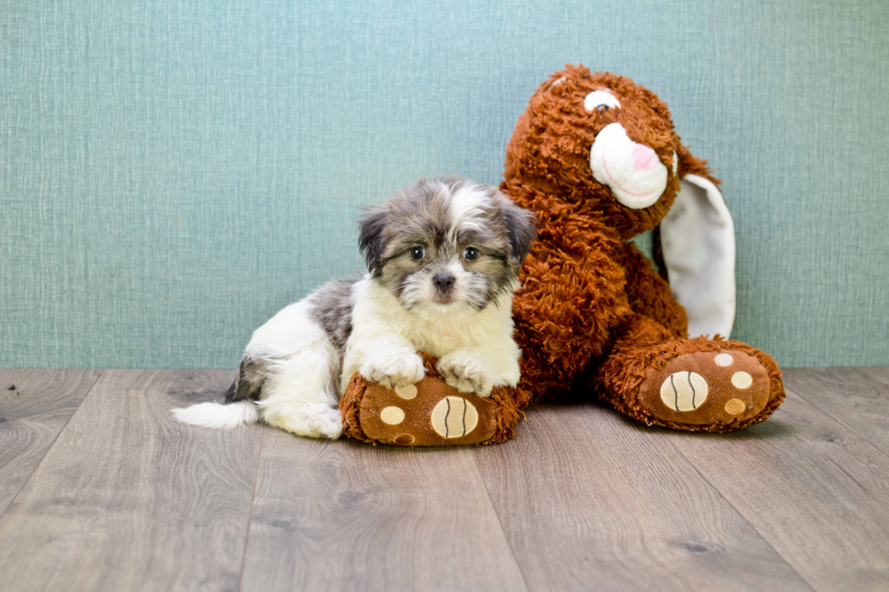 Playful Shichon Designer Puppy