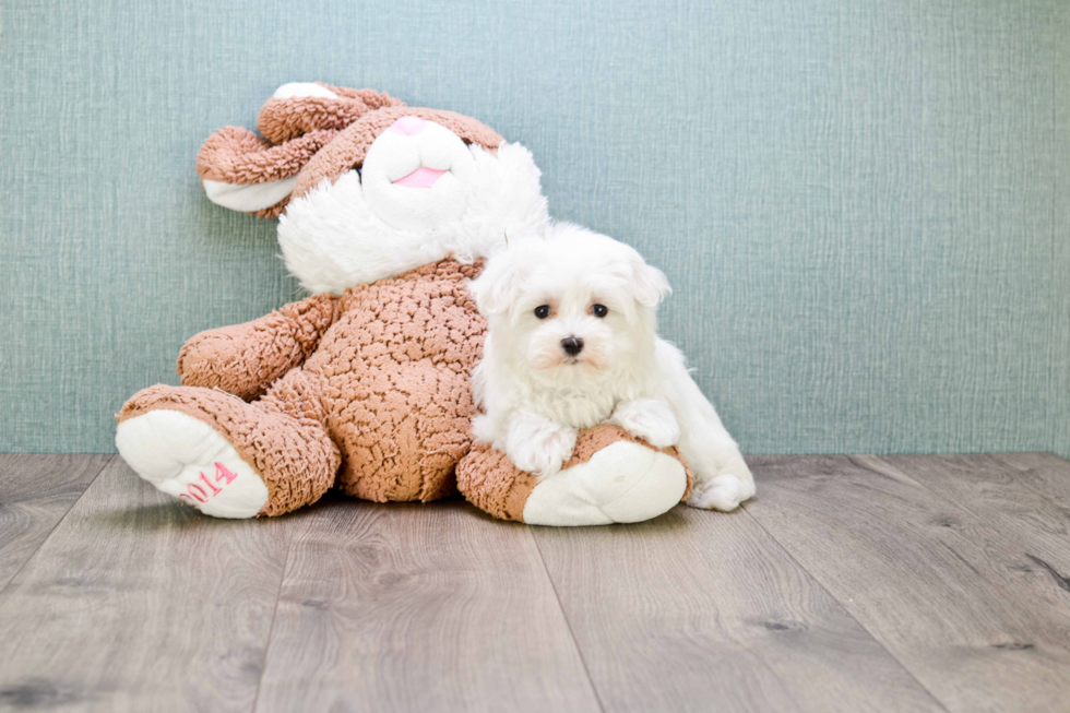 Adorable Maltese Purebred Puppy