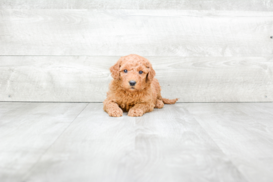 Mini Goldendoodle Pup Being Cute