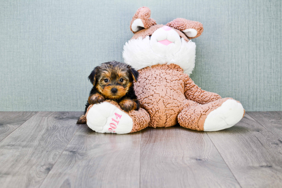 Meet Goldie - our Yorkshire Terrier Puppy Photo 