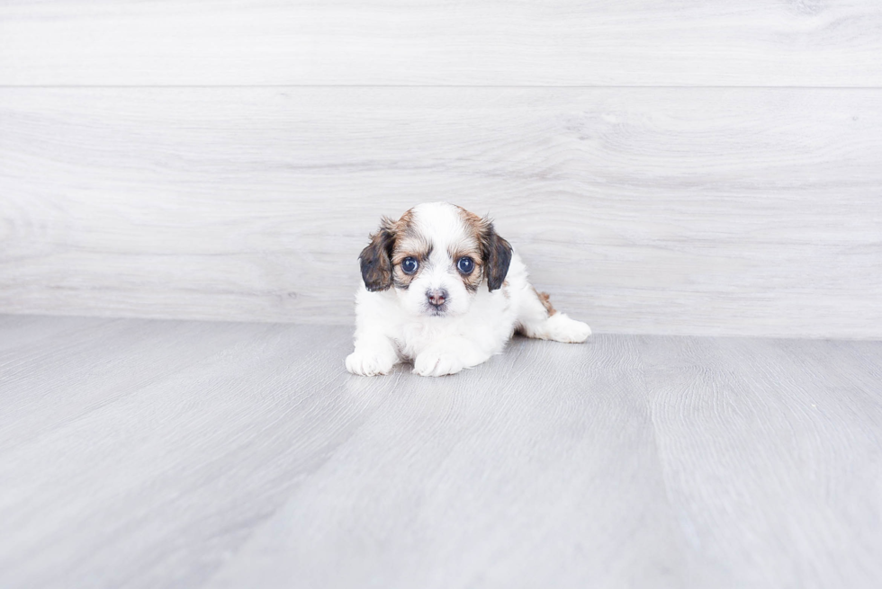 Cavachon Puppy for Adoption