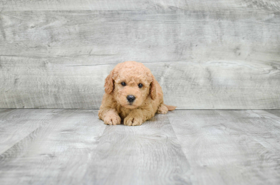 Mini Goldendoodle Pup Being Cute