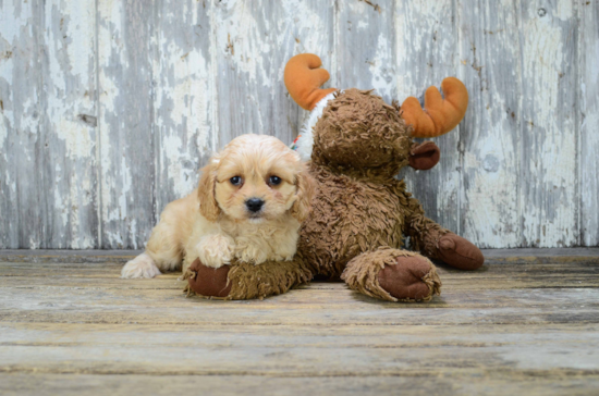 Best Cavachon Baby