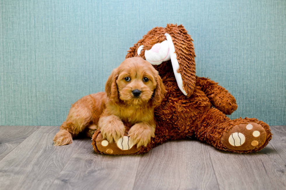 Mini Goldendoodle Puppy for Adoption