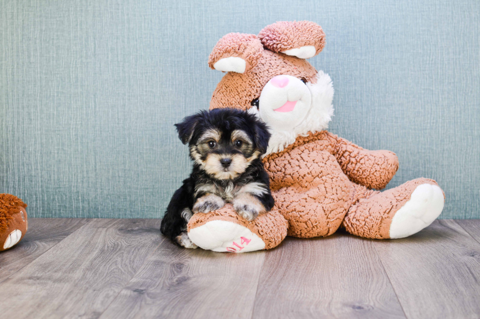 Morkie Pup Being Cute