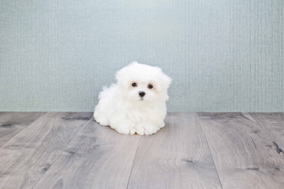 Maltese Pup Being Cute