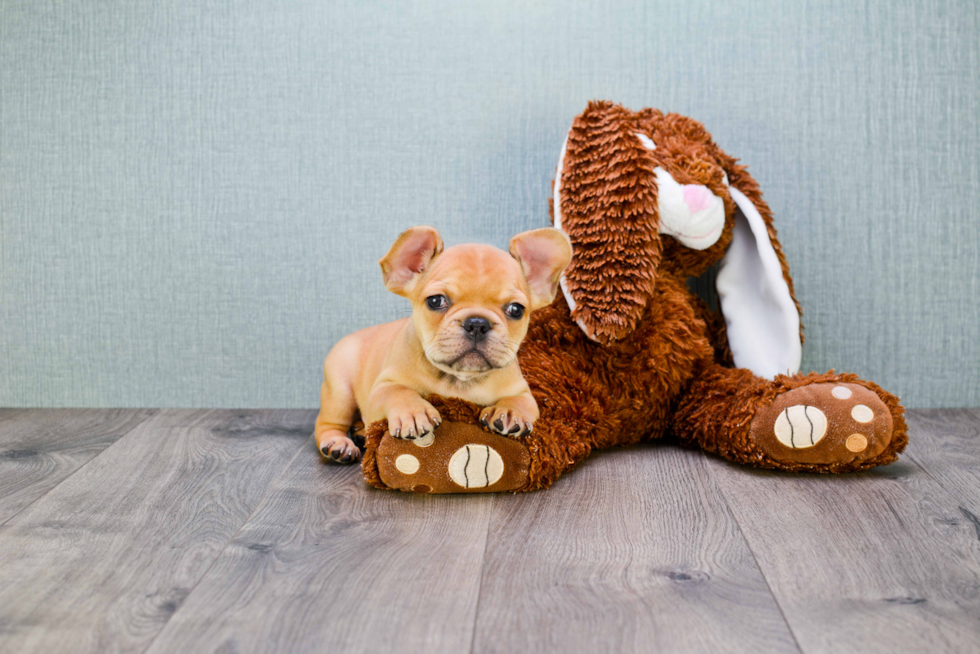 Hypoallergenic French Bulldog Baby