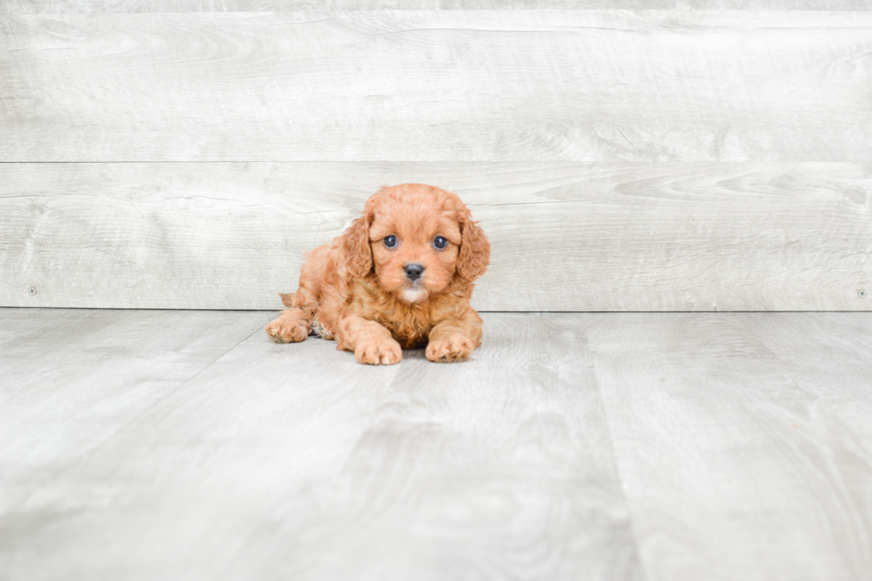 Popular Cavapoo Poodle Mix Pup