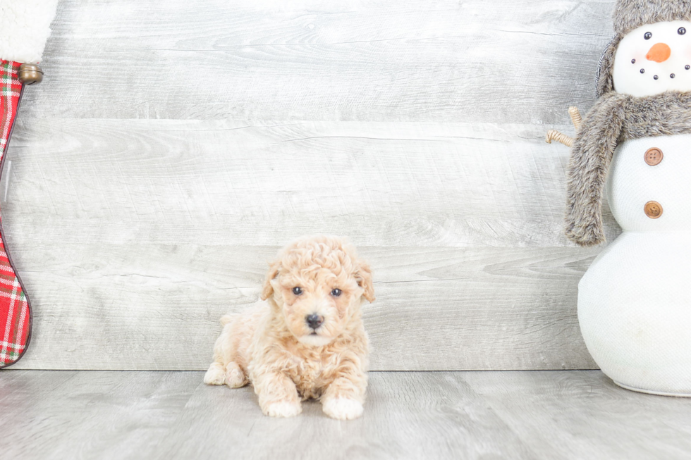 Hypoallergenic Maltese Poodle Poodle Mix Puppy