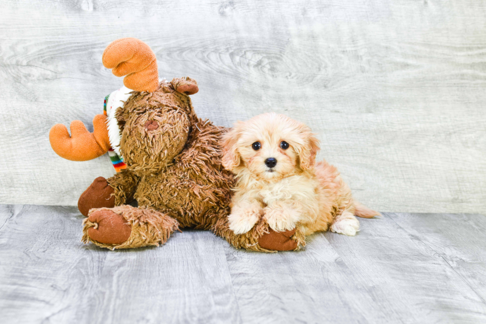 Cavapoo Puppy for Adoption