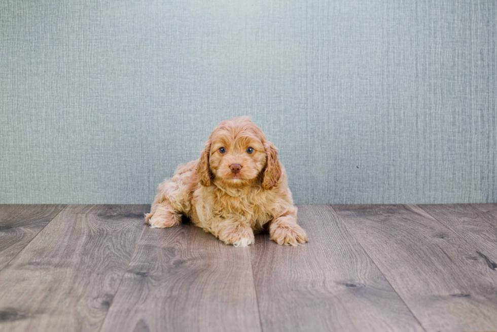 Happy Cavapoo Baby