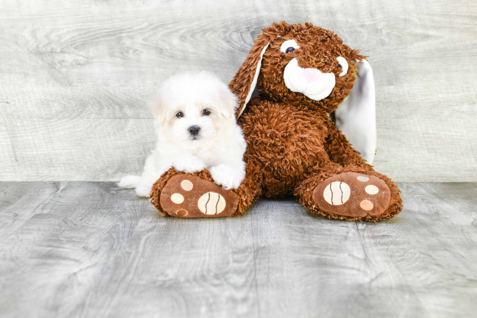 Little Maltese Poodle Poodle Mix Puppy