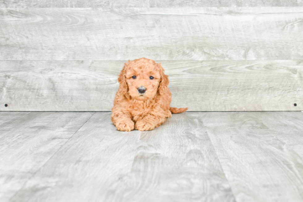 Sweet Mini Goldendoodle Baby