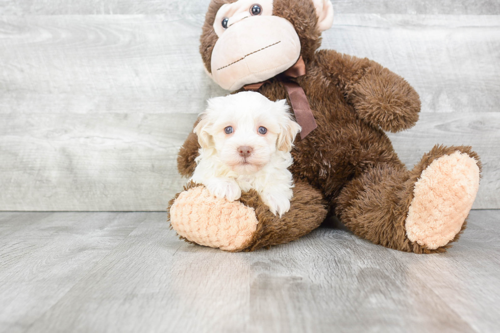 Little Havanese Baby