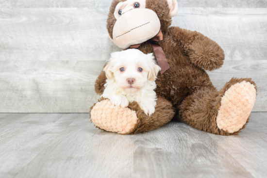 Little Havanese Baby