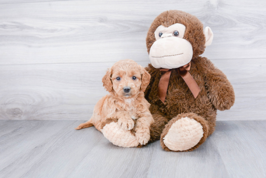 Smart Mini Goldendoodle Poodle Mix Pup