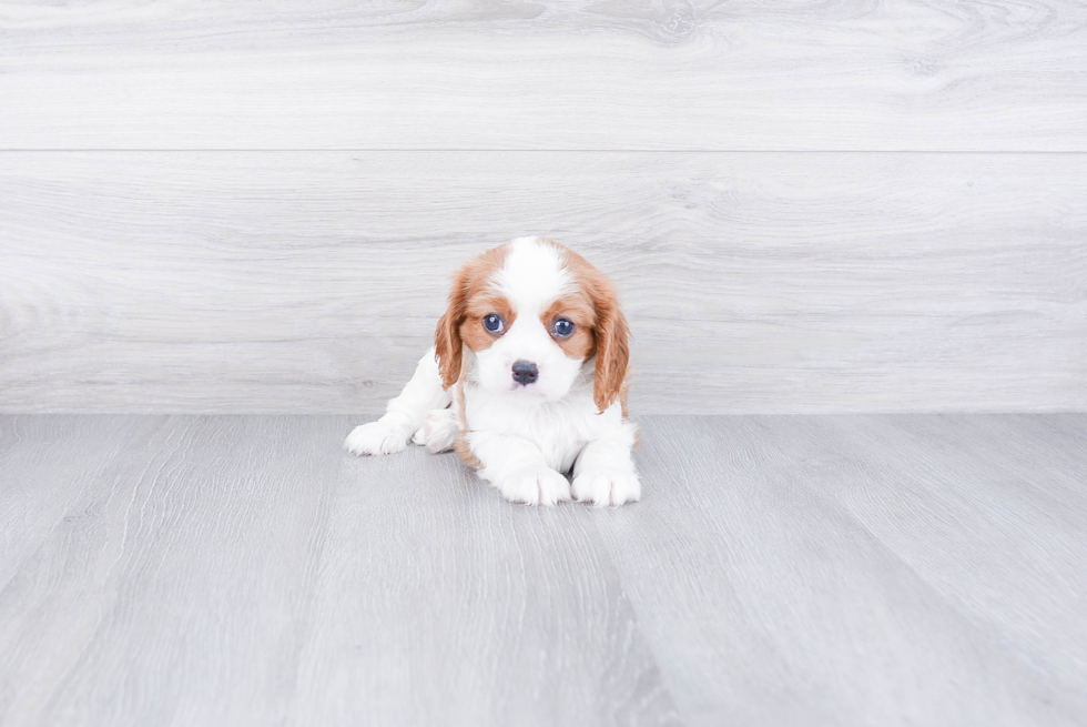 Cavalier King Charles Spaniel Puppy for Adoption